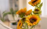 4 loại hoa tránh để trong nhà nếu bị dị ứng
