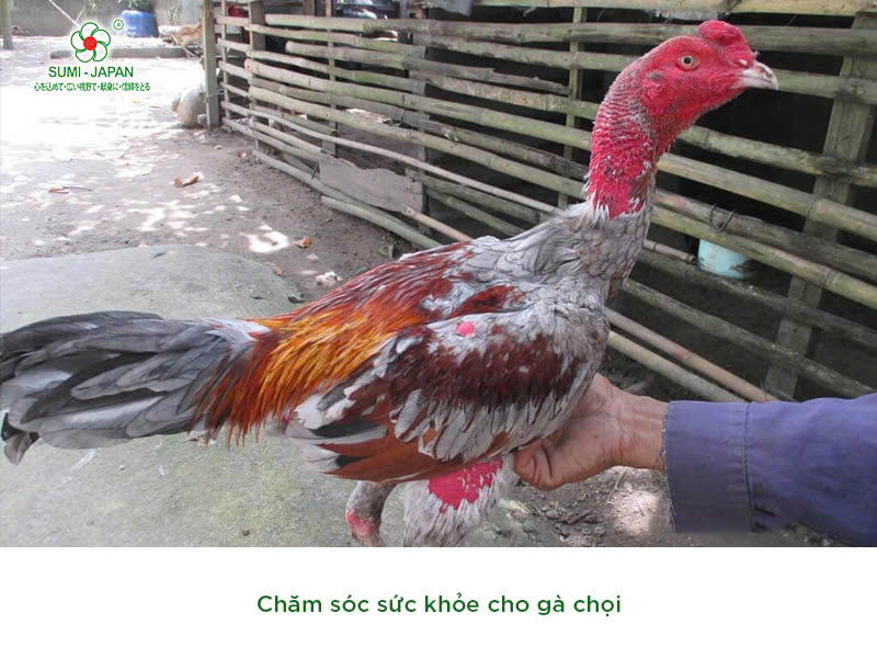 Bí kíp giúp gà chọi lì đòn, sung mãn dành cho các sư kê